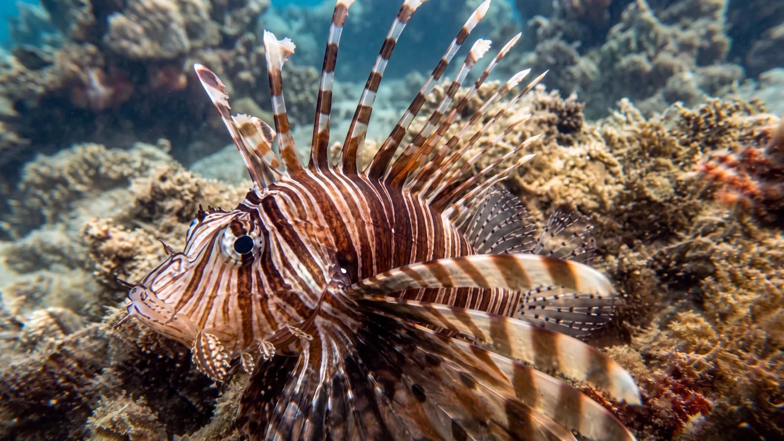 Lionfish underwater sample for AI color restoration comparison